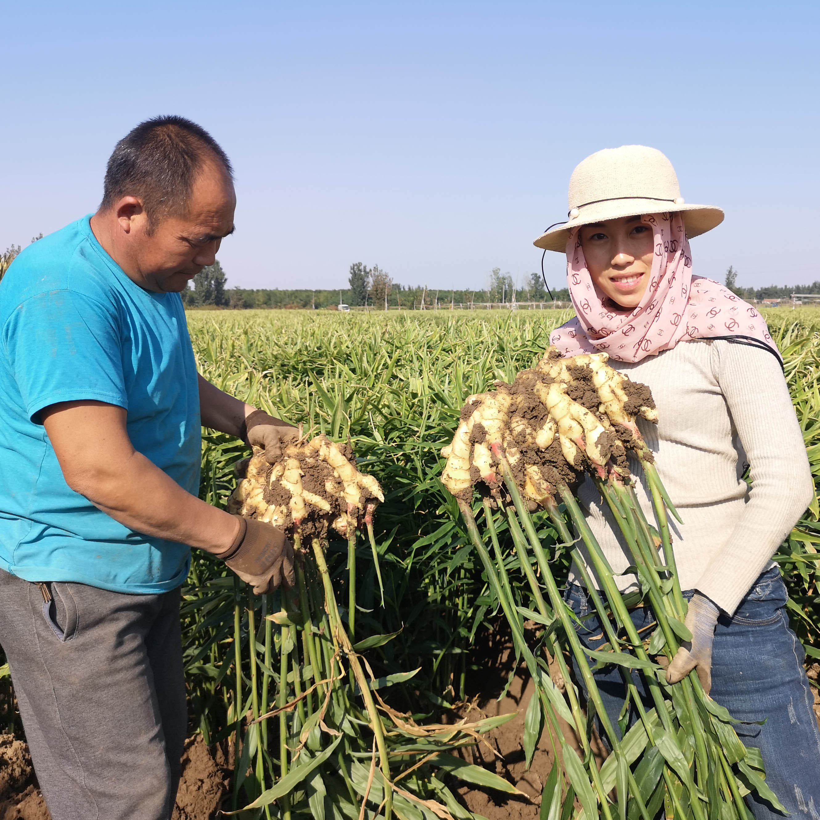 种植小生姜划算还是大生姜划算,种植生姜的最新技术生姜越冬
