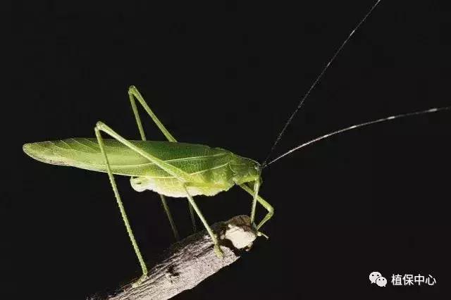 柑橘害虫最佳治疗方法,柑橘春季需要防治哪些害虫