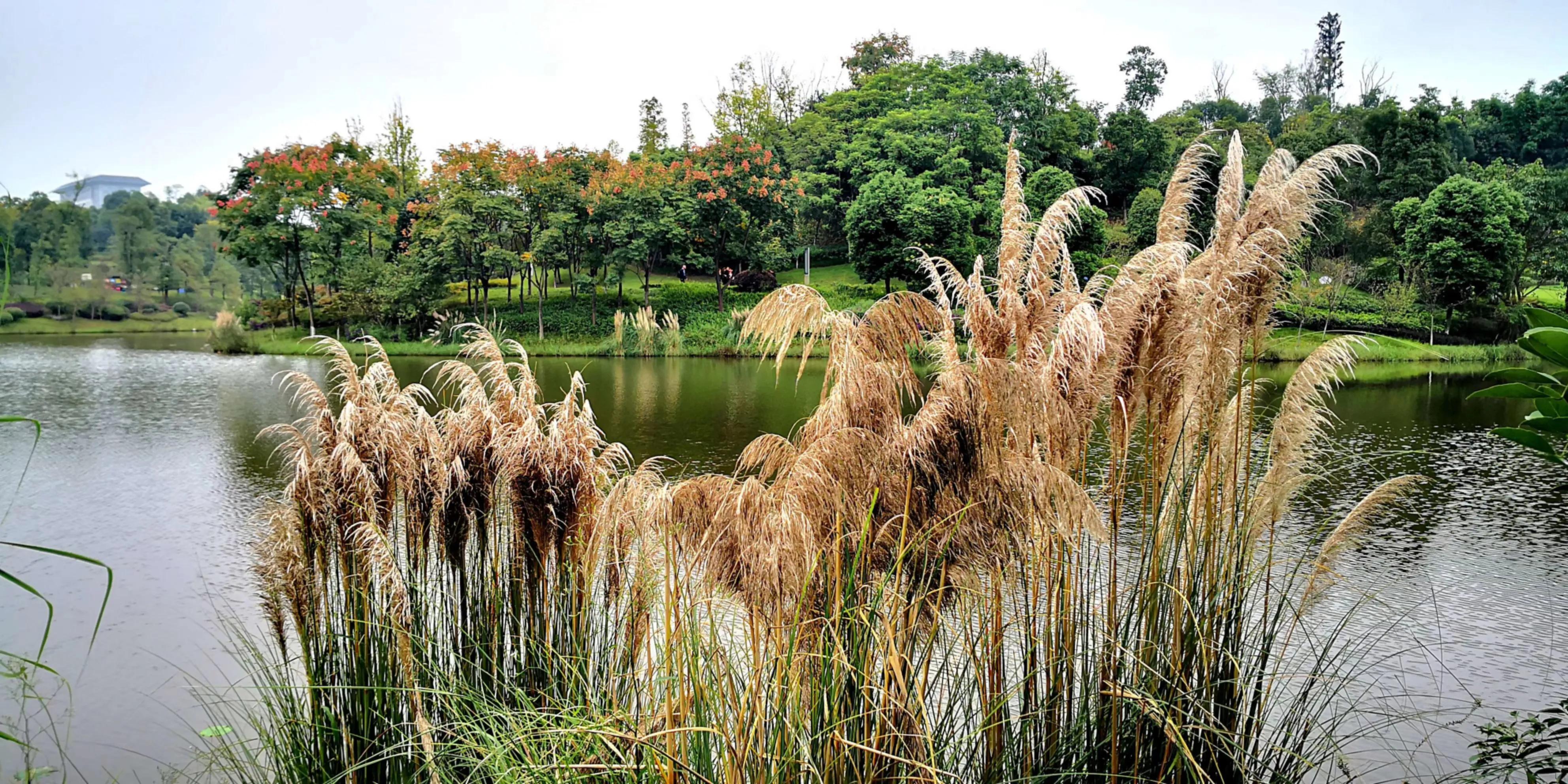 秋天的怀念作者,秋天的怀念