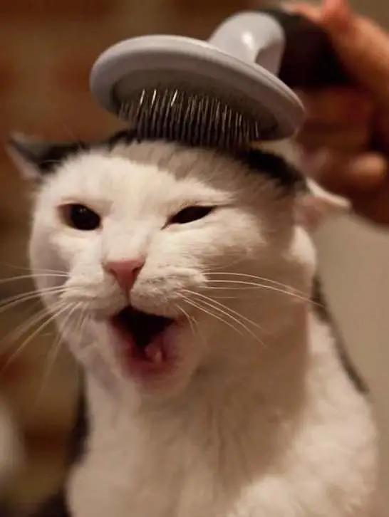 怎么给猫挑选猫粮,喜马拉雅猫怎么挑选