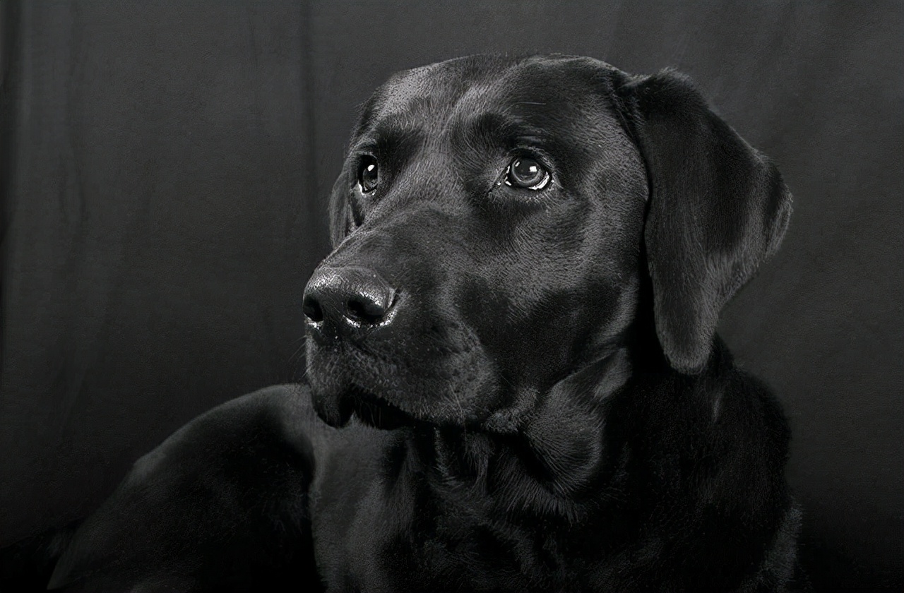 养拉布拉多的禁忌,养拉布拉多不遛会怎么样