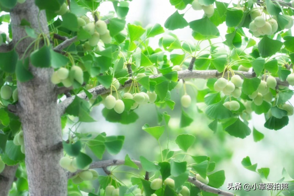 威海羊亭小区,威海羊亭露营