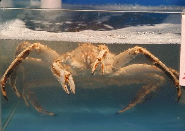 上海沉浸式打边炉,上海顶级打边炉