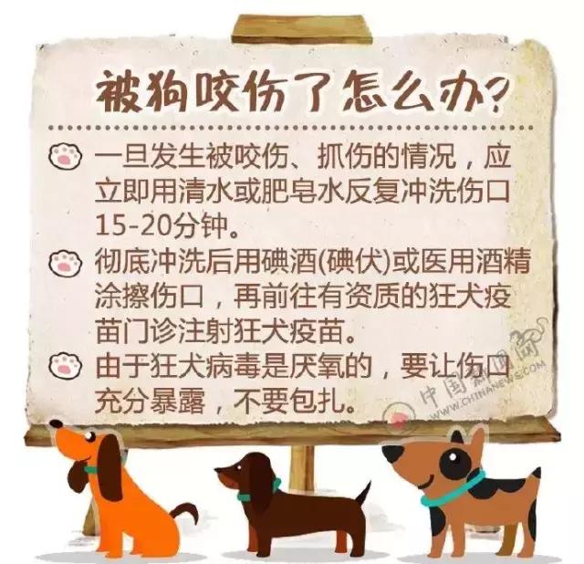 小区里出现疯狗,小区出现疯狗事件