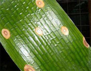 君子兰起烂斑怎么治,君子兰长铁锈斑病六月份能换土吗