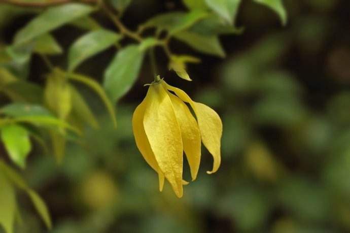 依兰精油对胸的作用,依兰精油真的有效果吗