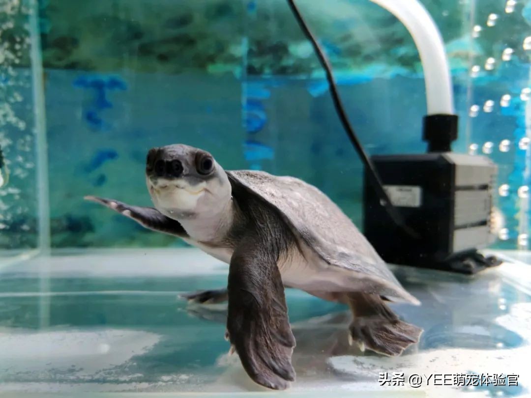 鱼缸四大神兽寓意,鱼缸四大神兽要不要魟鱼