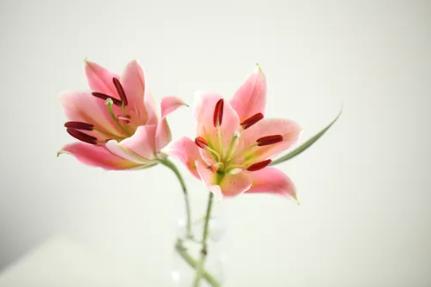 百合花开花后怎么处理视频,百合花盆栽开花后怎么修剪