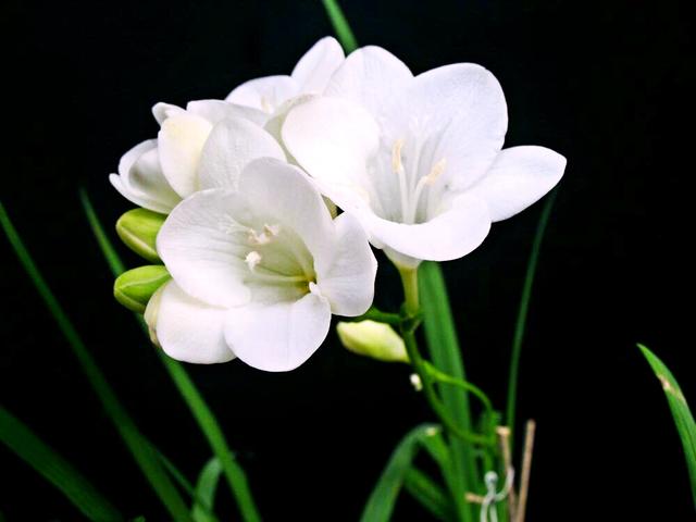 泰戈尔的飞鸟集短诗与插图摘抄,泰戈尔飞鸟集十大经典