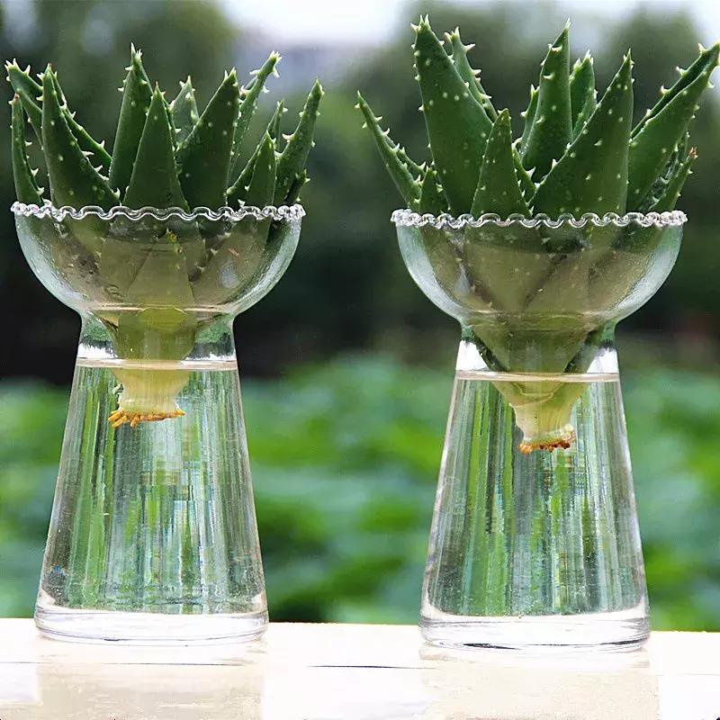 水培绿萝能放桌上吗,桌上水培花草