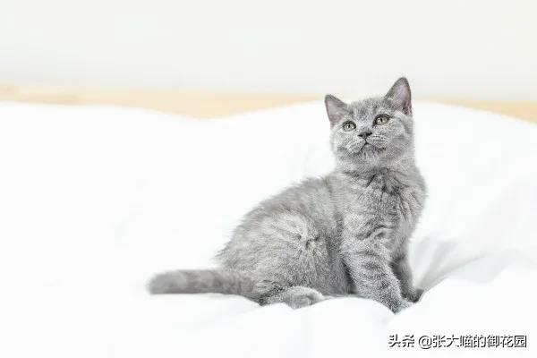 猫咪特别挑食吃得很少应该怎么办,关于猫咪不吃饭的原因分析