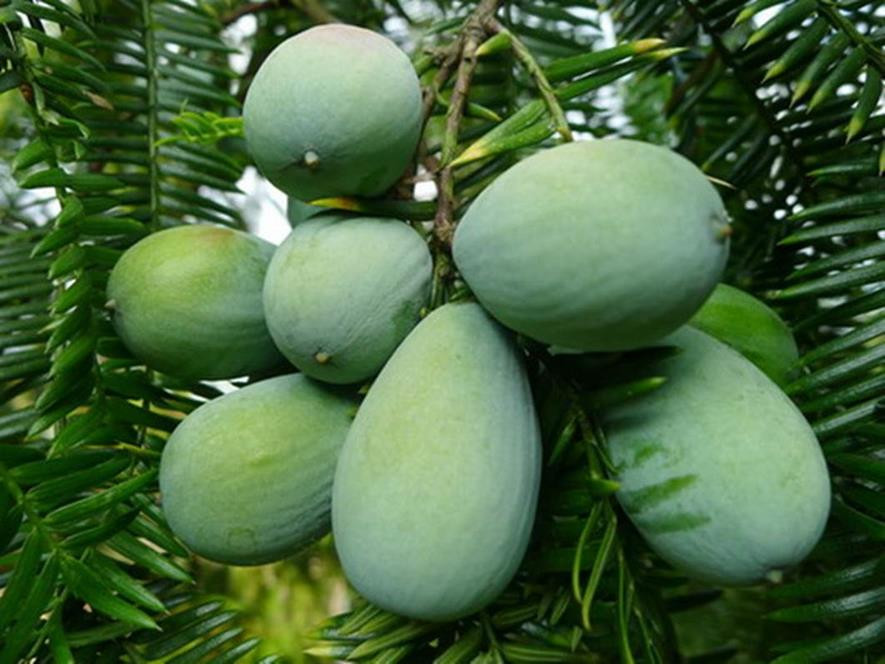 百种味道的果子,四季百种果子图片