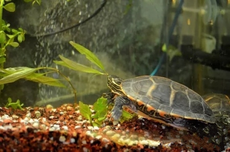 解决龟缸臭,龟缸过滤器噪音大该怎么解决