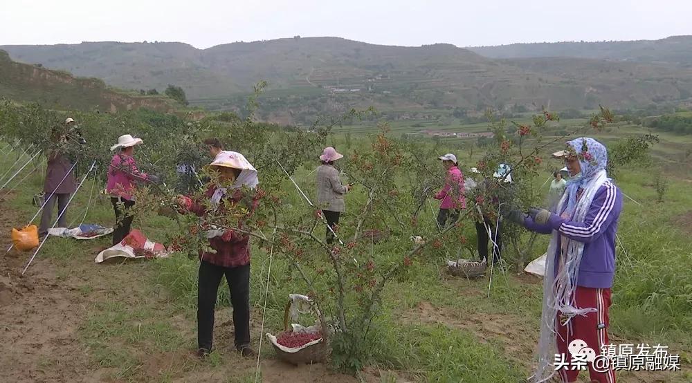 镇原花椒,襄汾花椒映红致富路