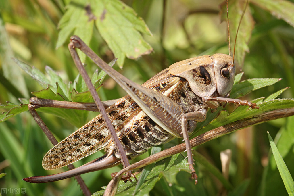 钓草鱼的最佳饵料比例,钓草鱼技巧与多种饵料选择