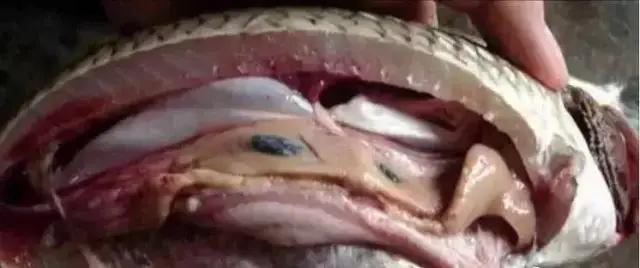 鱼类败血症病原,鱼类败血症的症状