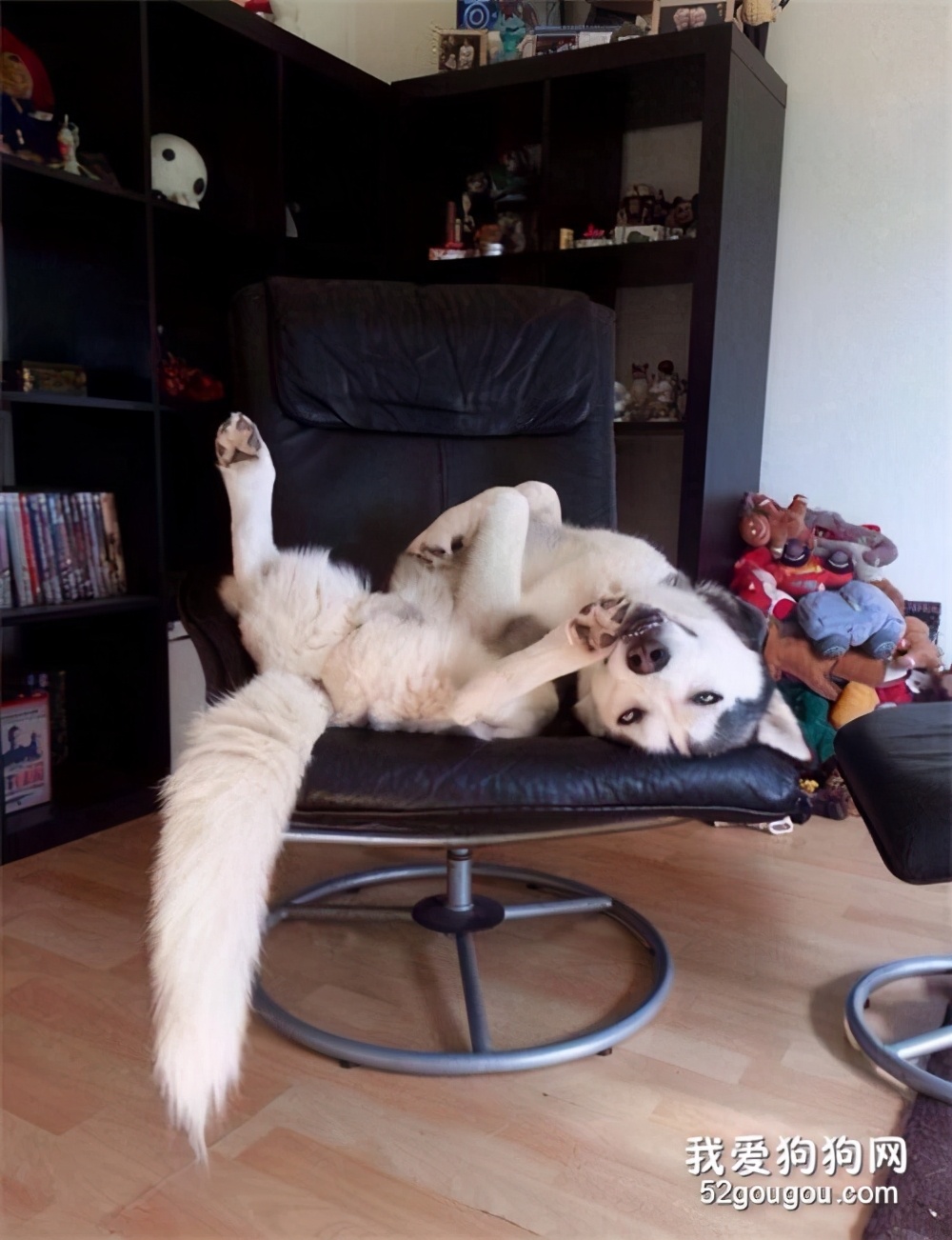 狗狗睡觉时抽搐是怎么回事,狗狗睡觉突然抽搐是什么原因