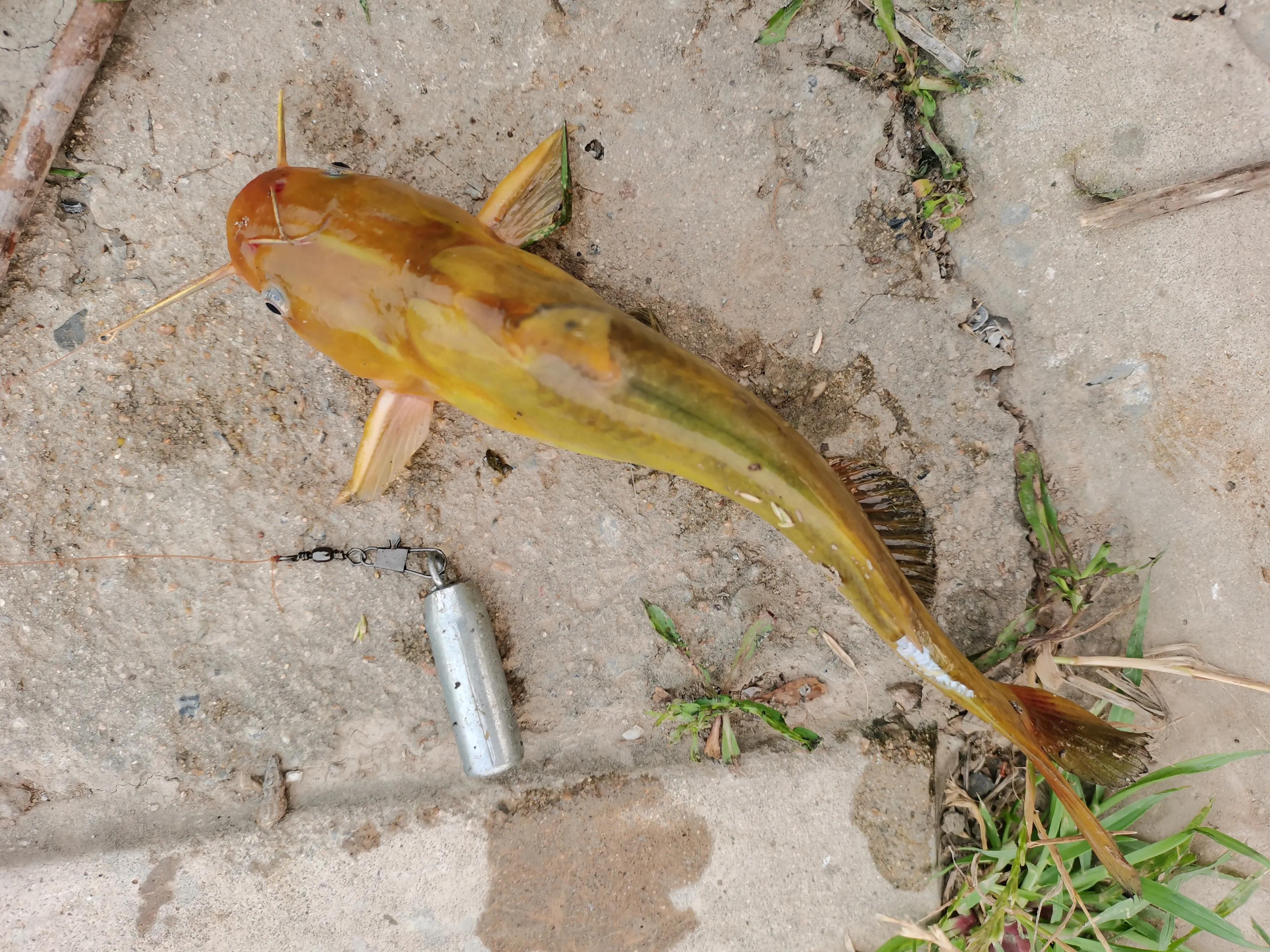 新手入门矶钓禧玛诺纺车轮推荐,矶钓新手入门教学视频