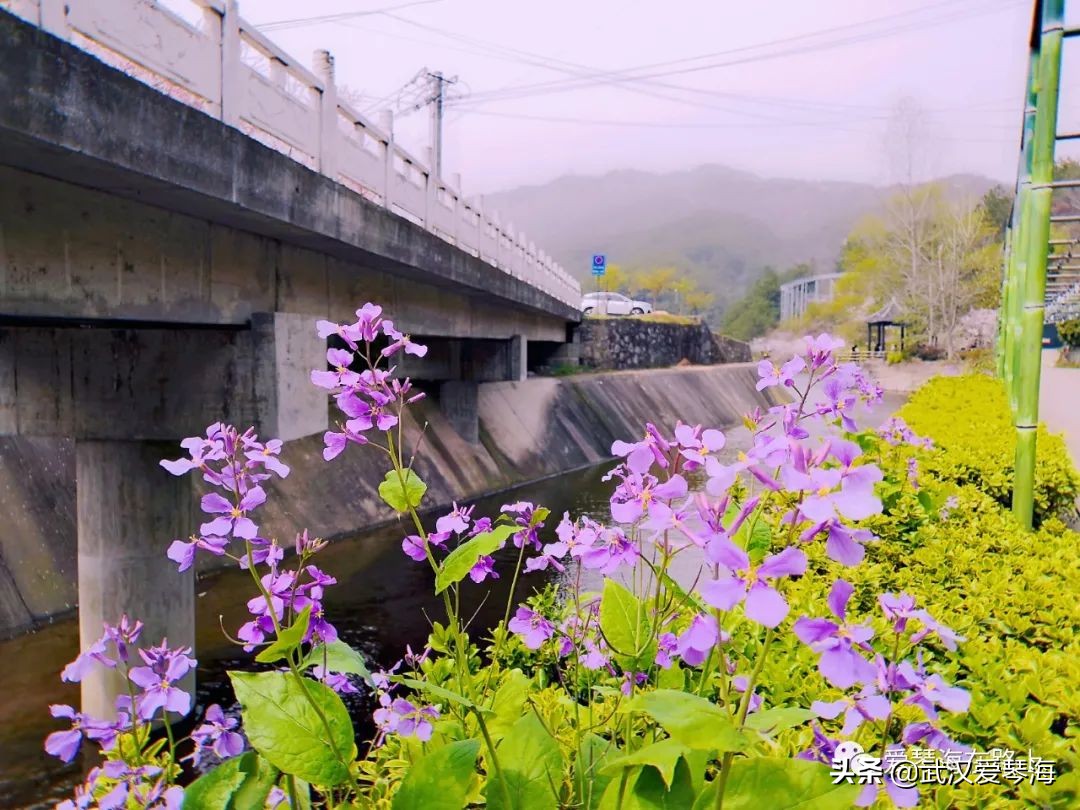 清凉寨樱花烂漫,清凉寨野景