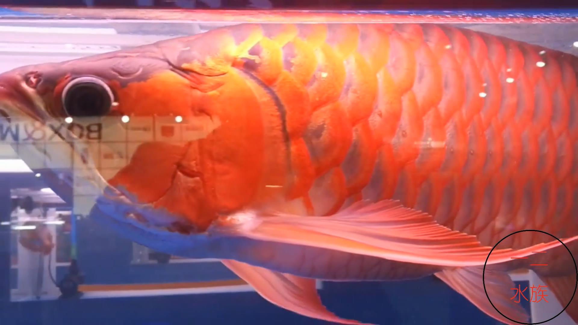 鱼缸里放酸奶有什么效果,鱼缸加酸奶能建立硝化细菌么