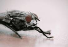 当你发现一只苍蝇,当苍蝇落在你的食物上会发生什么