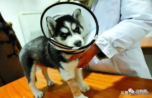 哈士奇完全不听话,哈士奇用最狠的表情干最怂的事