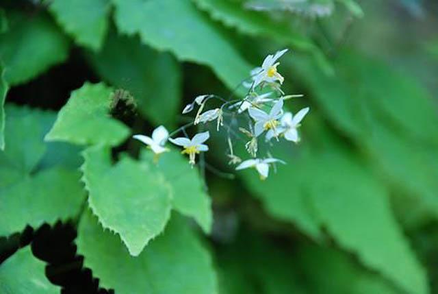 本草纲目仙茅,本草纲目中草药图片