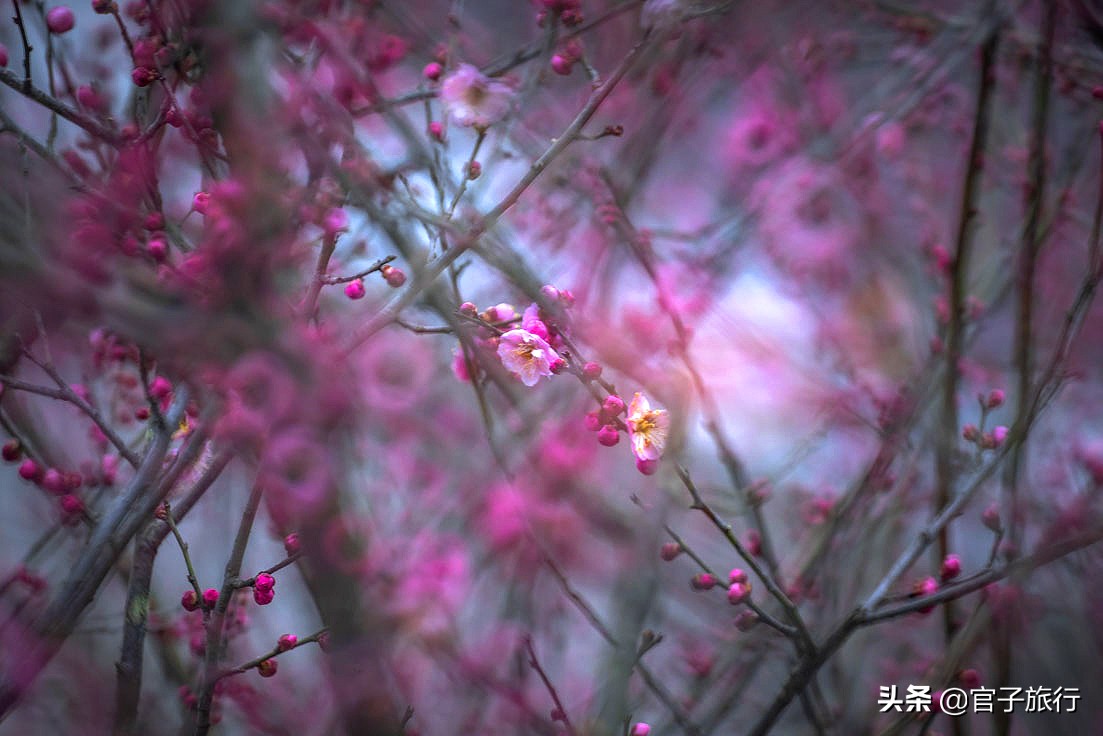 无锡梅园万紫千红约你来，三月梅花盛开，读懂坚韧不拔品质值千金