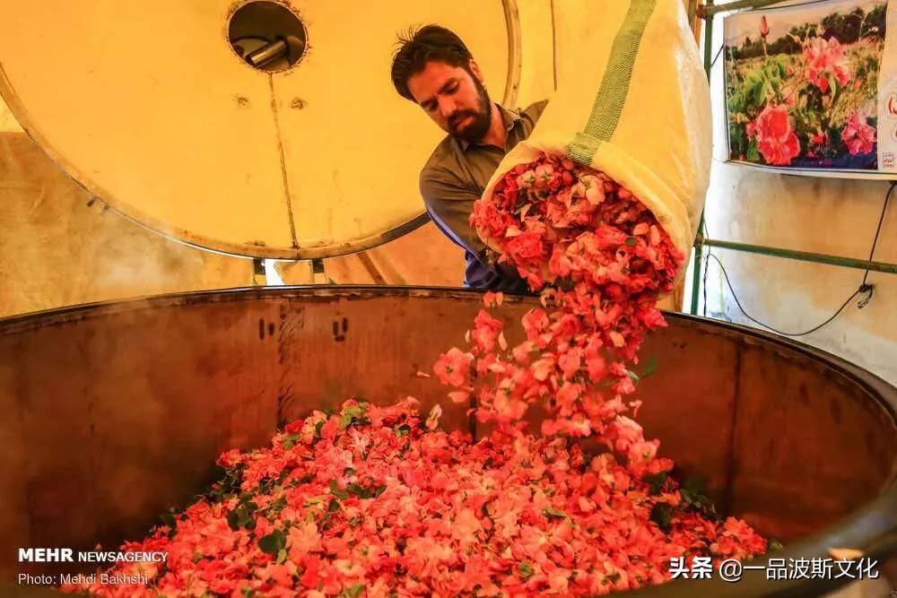 伊犁大马士革玫瑰花,伊朗大马士革纯玫瑰露