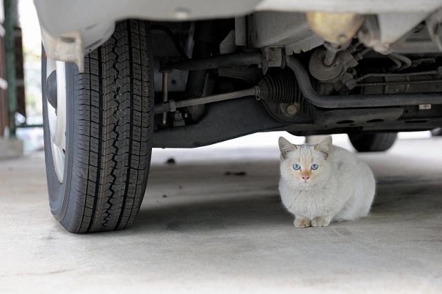 这个冬天流浪猫们要怎么度过,天冷了流浪猫