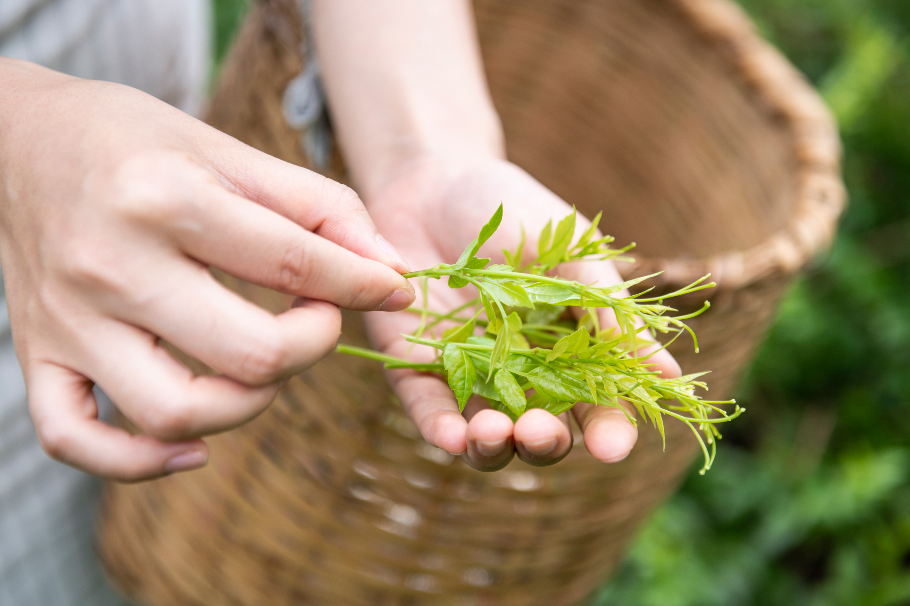 茅岩莓茶怎么泡效果好,茅岩莓茶的正确冲泡方法