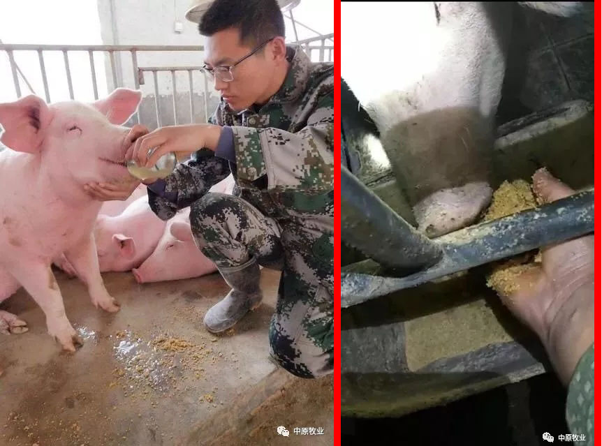 《抗非战略如何布置,分期治疗是关键》——深度剖析