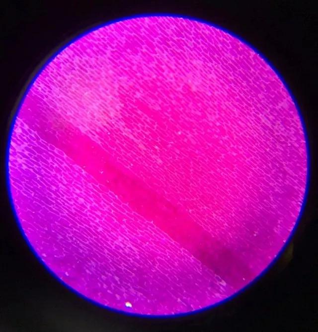 儿童显微镜下的微观世界,便携式儿童显微镜萌趣多