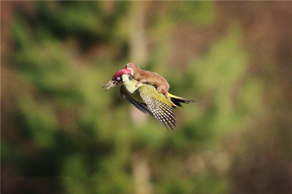 一年捕鼠3500只完整视频,一年灭鼠35万只老鼠