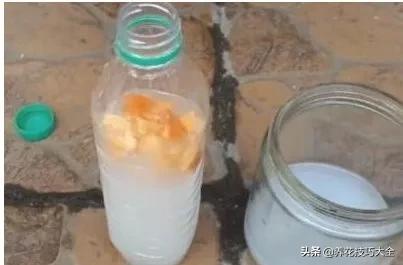 绿萝的叶片不够亮？浇水加点它，两周就能恢复