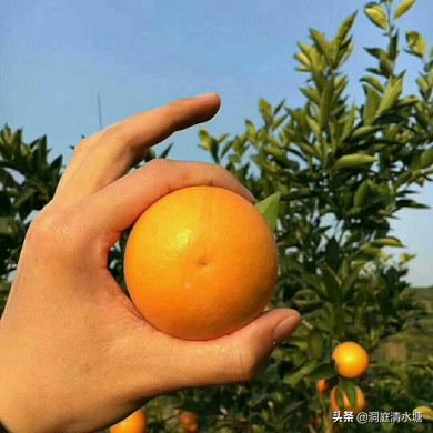 一口清甜爆汁,爆甜麻阳冰糖橙