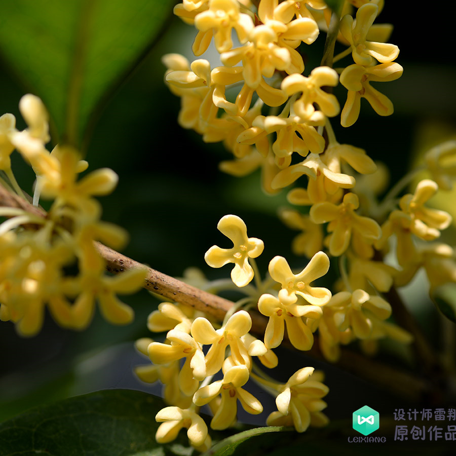 院子适合种的花和设计,庭院设计植物大全