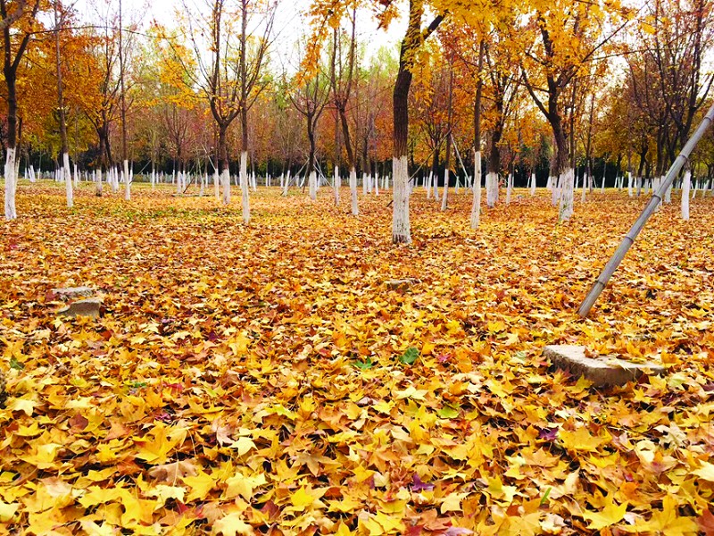 落叶也能网购？银杏受青睐