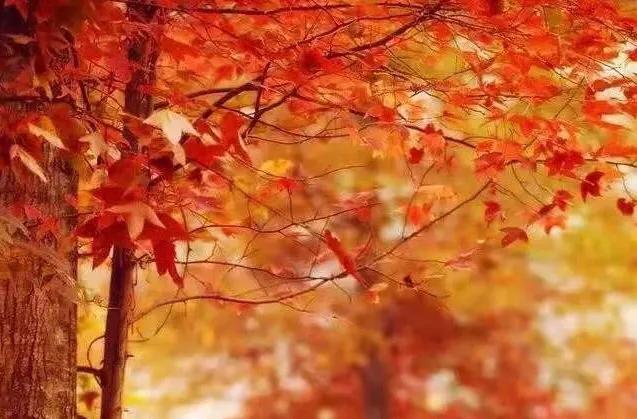 秋天是思念的季节也是丰收的季节,秋天是思念的季节作文