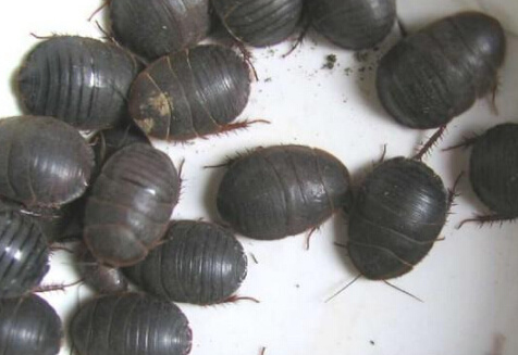 土元养殖为什么被称为骗局,土元养殖中后期大量死亡的原因