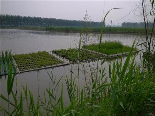 芒荻芦苇怎么区分,芦竹和芦苇的区别图片大全