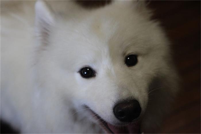 萨摩耶拆家,萨摩耶为什么这么会拆家