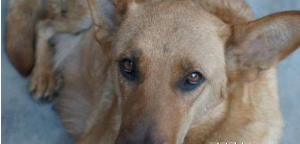 没错，他们竟然用“三步倒”“毒镖”杀犬并贩卖！