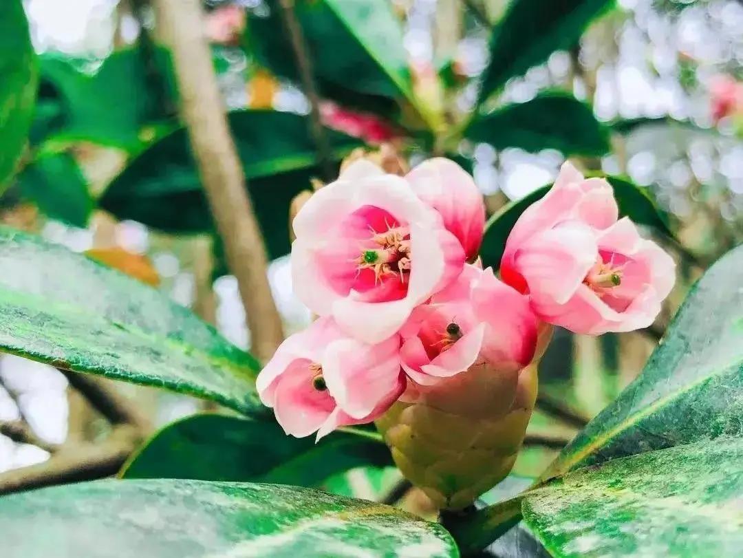 深圳十大免费花海公园,深圳红花山公园粉黛花海