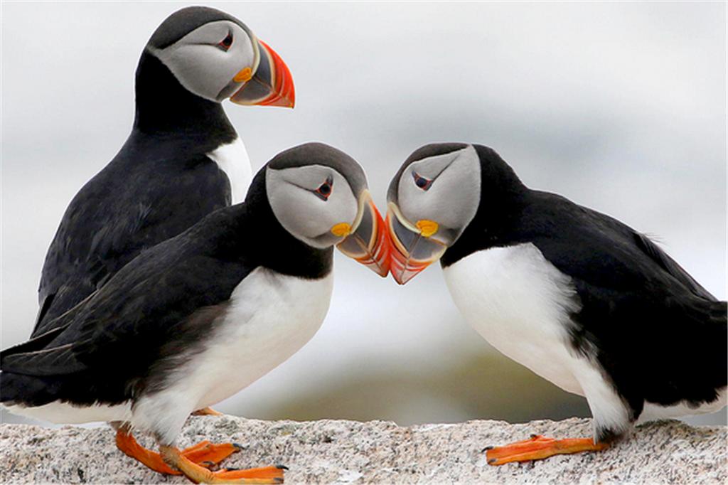 北极海鸥嘴里最多可以叼多少条鱼,可以潜水捕食的鸟