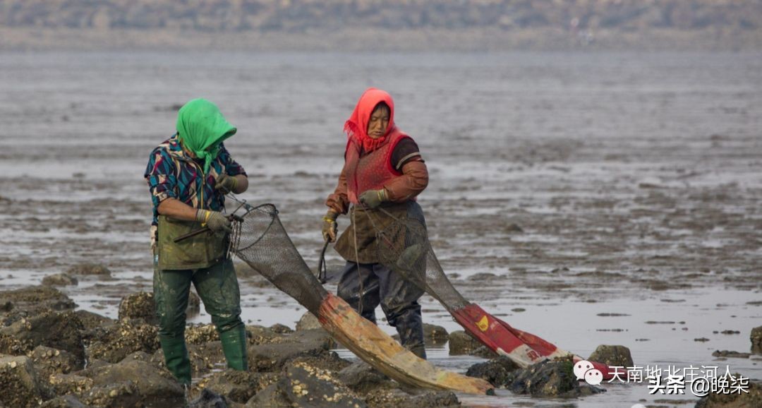 大连庄河赶海排名第一名,庄河赶海网红视频