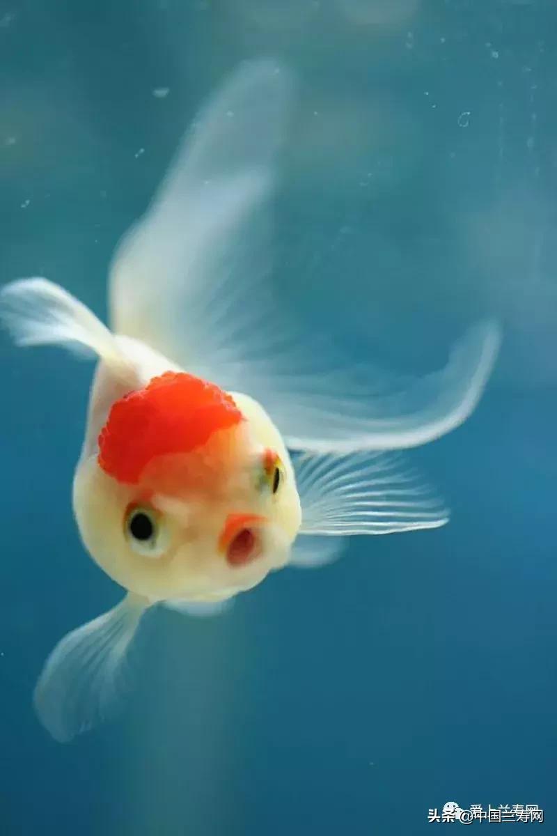 鹤顶红金鱼多久能长大,金鱼品种介绍之鹤顶红
