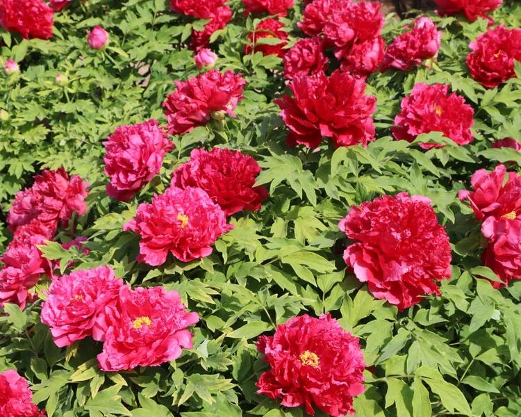 国色天香牡丹花雍容华贵,花中之王国色天香牡丹花