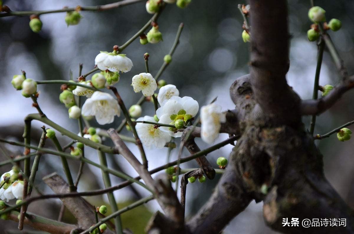 宋诗梅花朗读,宋诗王安石的咏梅