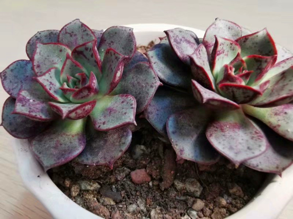 想把月季养好一定要用营养土吗,圆叶罗西玛怎么养护